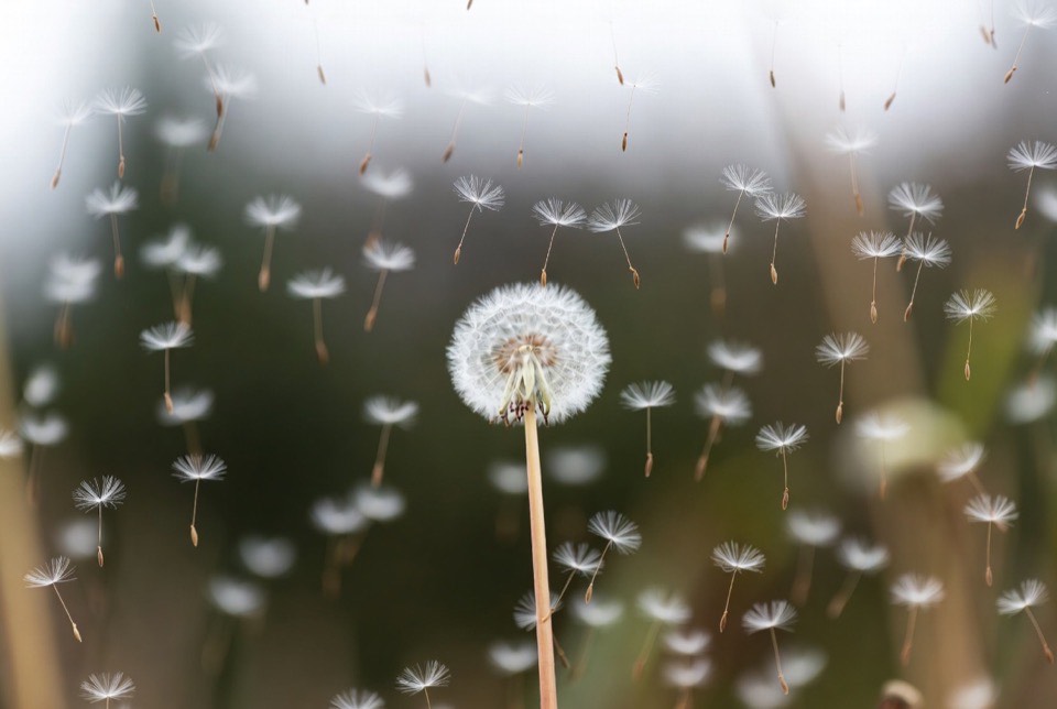 Dandelion seeds scattering in the wind